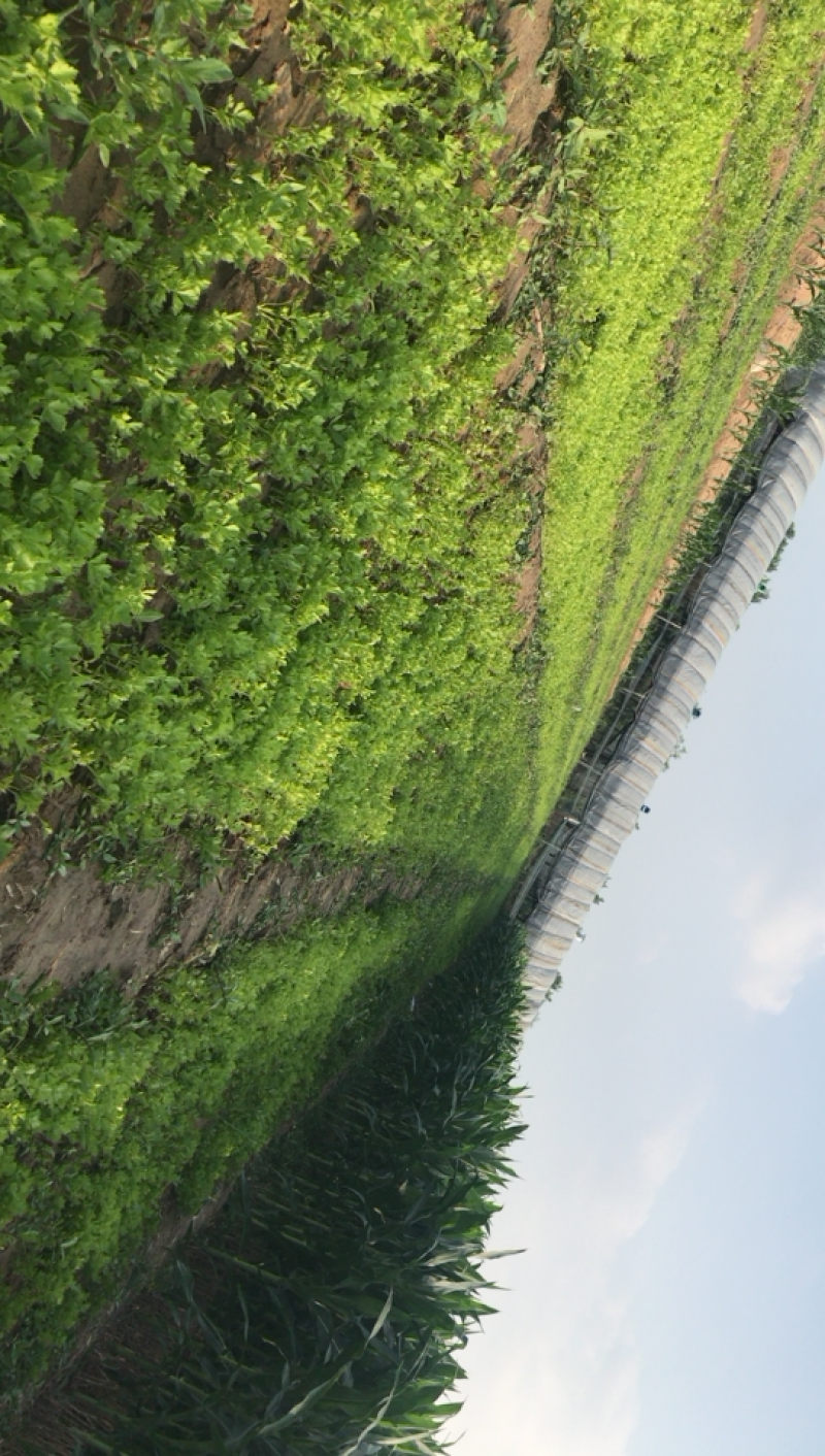 出售优质法国皇后芹菜苗