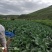 我有货。你有诚意咱们就能合作。诚信第一。按远方老板的需求