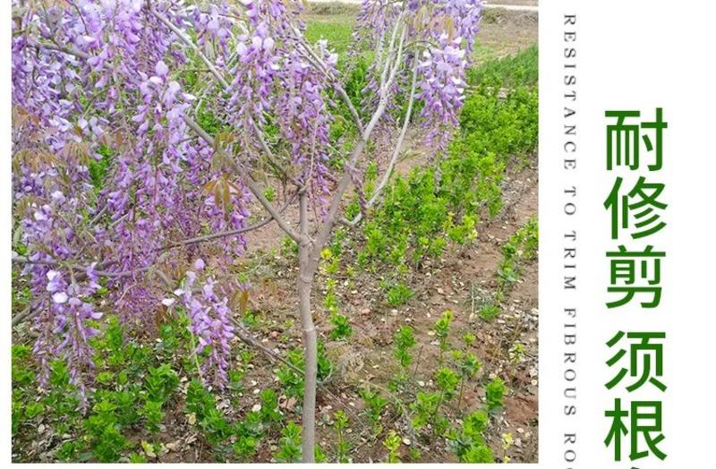 紫藤树苗，紫藤萝爬藤庭院围墙四季开花植物老桩盆栽紫藤花苗