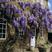 紫藤树苗，紫藤萝爬藤庭院围墙四季开花植物老桩盆栽紫藤花苗