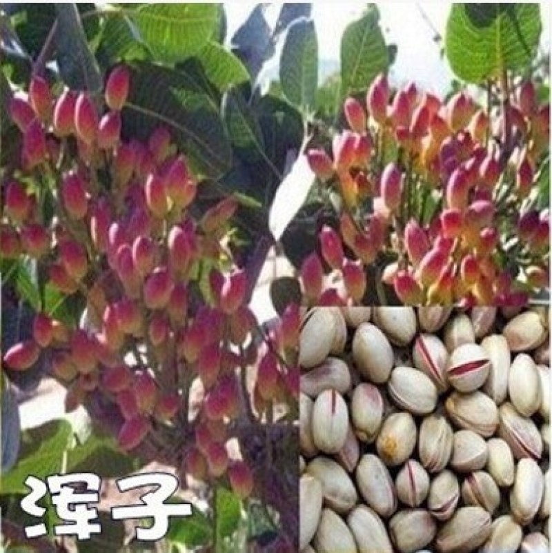 开心果树苗嫁接苗成活率量大可以签合同欢迎基地参观