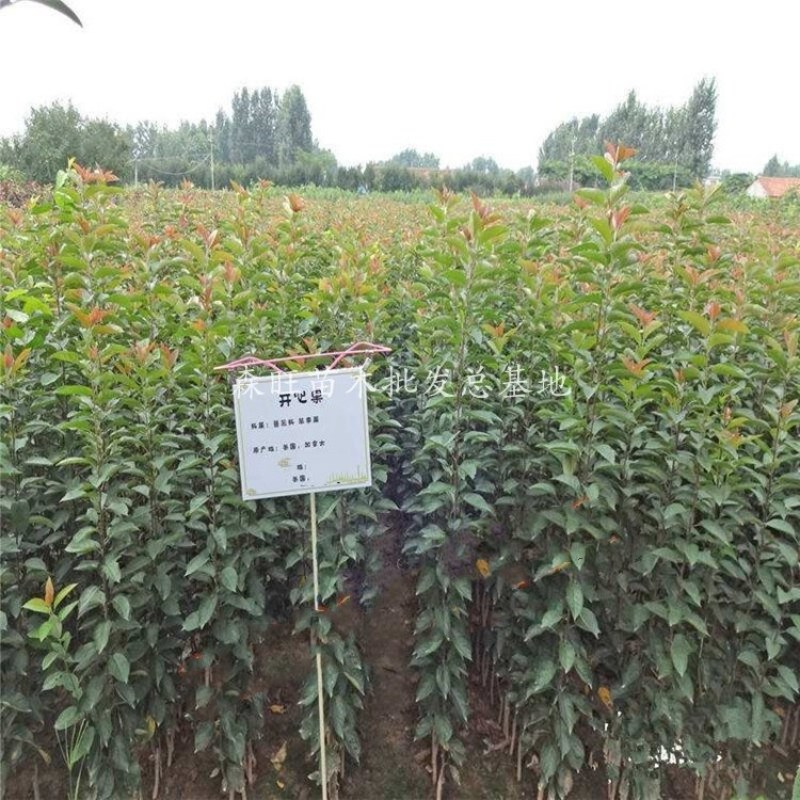 开心果树苗嫁接苗成活率量大可以签合同欢迎基地参观
