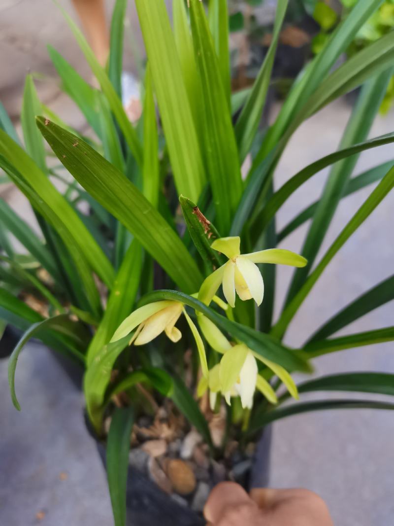 兰花苗带花苞建兰天香素浓香型盆栽观花植物室内四季好养名贵