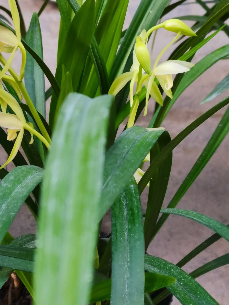 兰花苗带花苞建兰天香素浓香型盆栽观花植物室内四季好养名贵