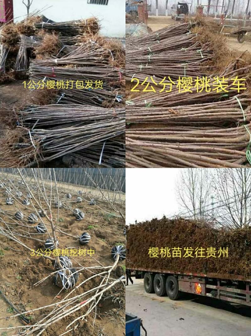 【正宗】矮化樱桃苗奇早鲁樱3号，瑞德俄罗斯8号技术指导