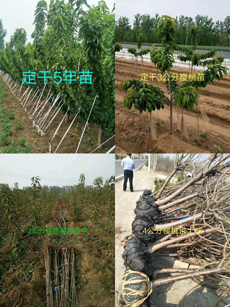 【正宗】矮化樱桃苗奇早鲁樱3号，瑞德俄罗斯8号技术指导