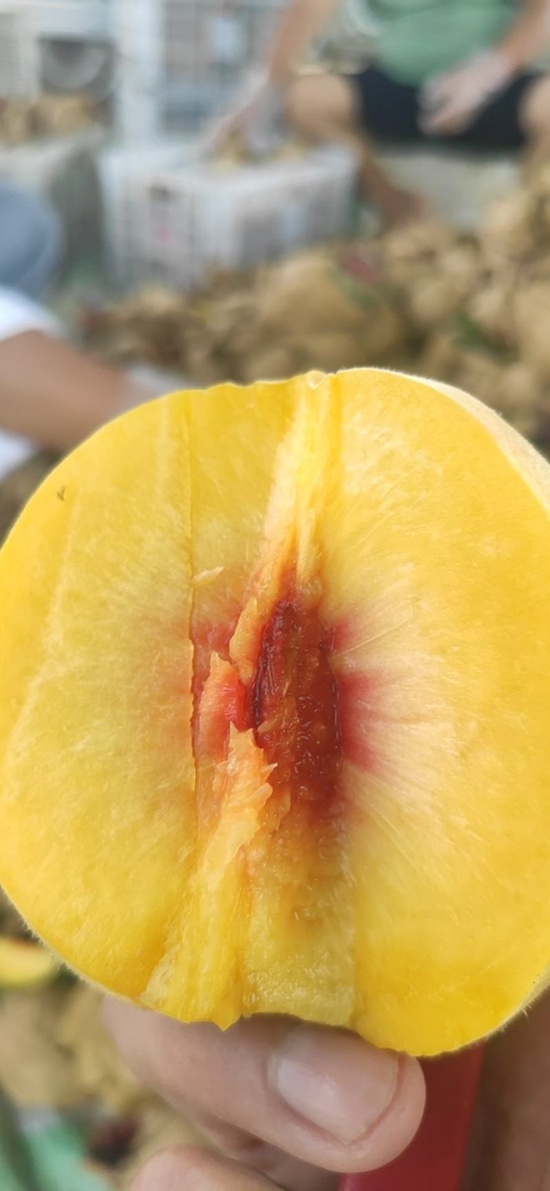 湖北黄桃，锦绣黄桃，黄金蜜三号，金皇后黄桃