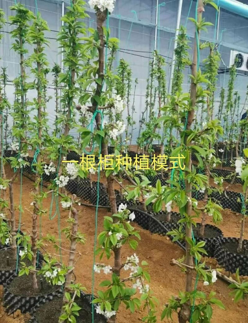 【正宗】矮化樱桃苗奇早鲁樱3号，瑞德俄罗斯8号技术指导