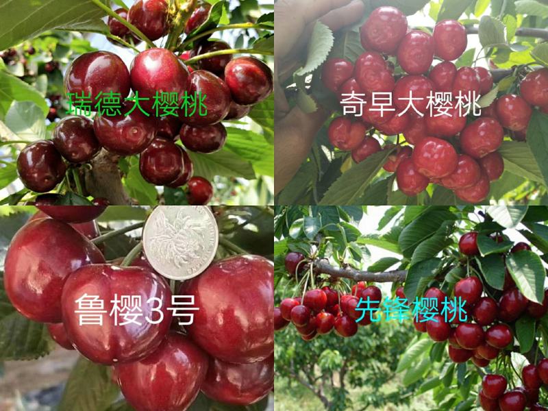 【正宗】矮化樱桃苗奇早鲁樱3号，瑞德俄罗斯8号技术指导