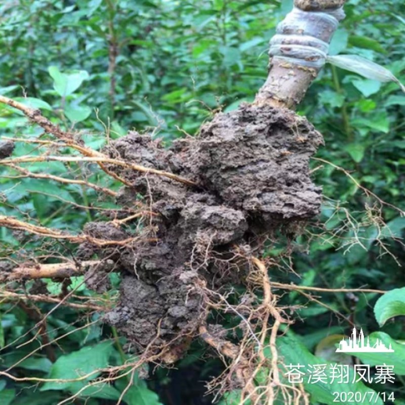 青脆李苗脆红李苗蜂糖李苗凤凰李苗半边红苗基地直发成活率高