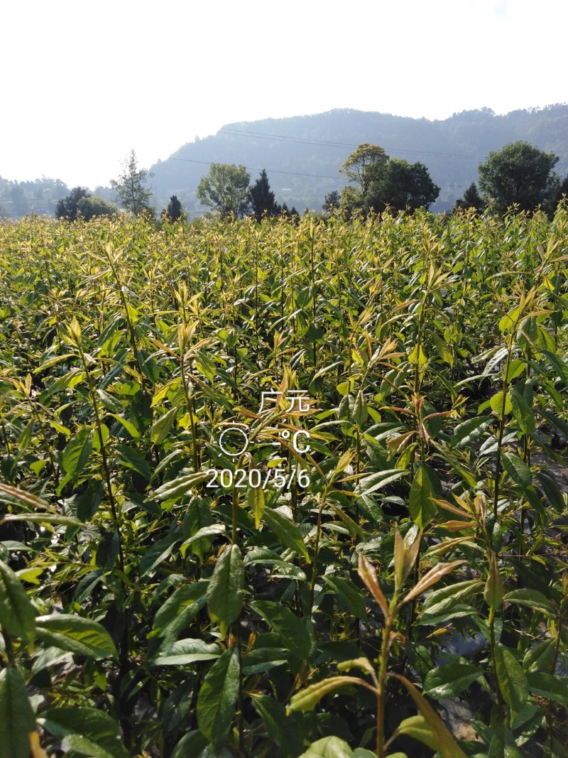 青脆李苗脆红李苗蜂糖李苗凤凰李苗半边红苗基地直发成活率高
