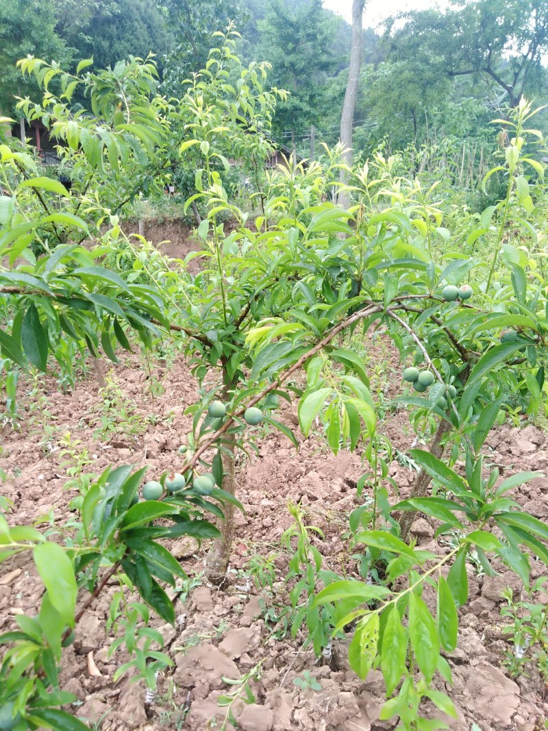 青脆李苗脆红李苗蜂糖李苗凤凰李苗半边红苗基地直发成活率高