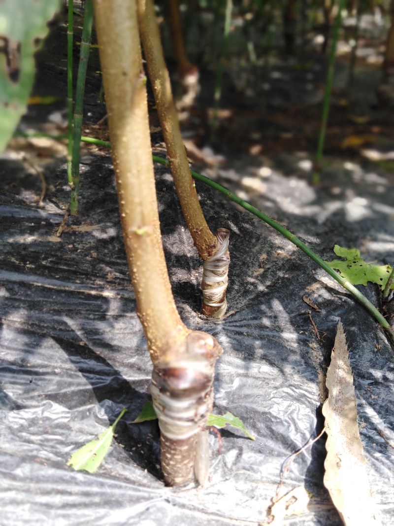 青脆李苗脆红李苗蜂糖李苗凤凰李苗半边红苗基地直发成活率高