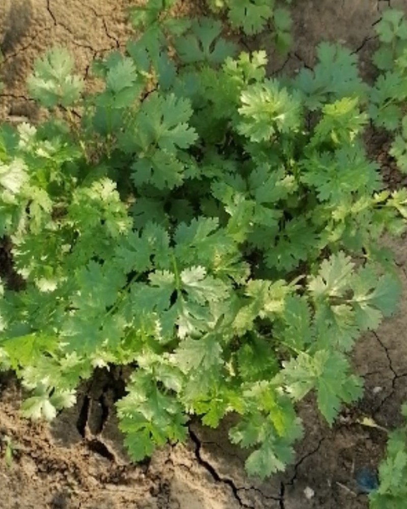 大叶香菜（山东大叶）纯绿色，口感好，味道浓，食用安全。