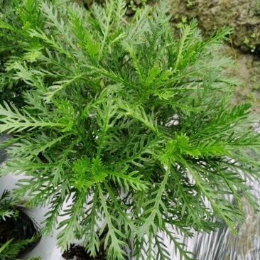 黄金菊杯苗杯苗，黄金菊价格，黄金菊图片，