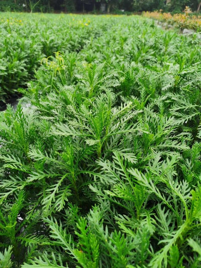 黄金菊杯苗杯苗，黄金菊价格，黄金菊图片，