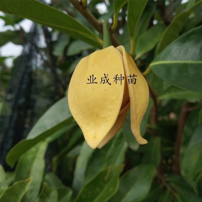 山刺番荔枝种子释迦种子海南红毛榴莲山刺番荔枝苗