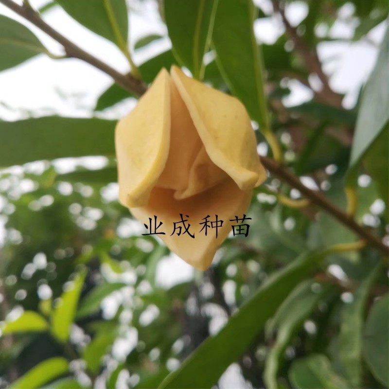 山刺番荔枝种子释迦种子海南红毛榴莲山刺番荔枝苗