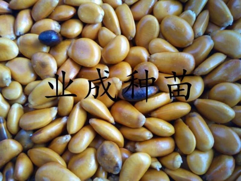 山刺番荔枝种子释迦种子海南红毛榴莲山刺番荔枝苗