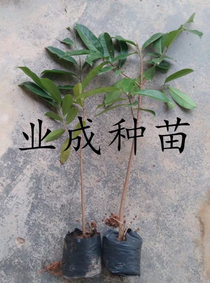 山刺番荔枝种子释迦种子海南红毛榴莲山刺番荔枝苗