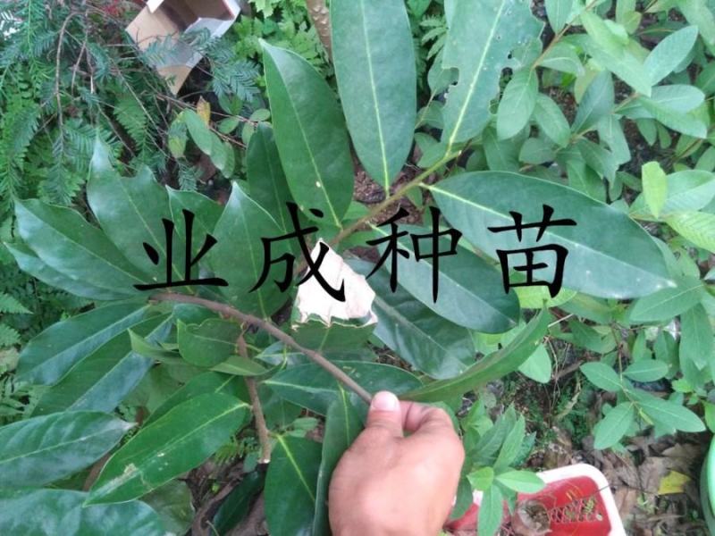 山刺番荔枝种子释迦种子海南红毛榴莲山刺番荔枝苗