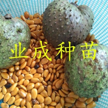 山刺番荔枝种子释迦种子海南红毛榴莲山刺番荔枝苗