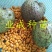 山刺番荔枝种子释迦种子海南红毛榴莲山刺番荔枝苗