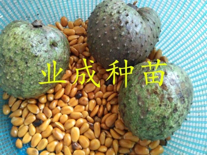山刺番荔枝种子释迦种子海南红毛榴莲山刺番荔枝苗