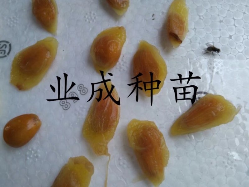 山刺番荔枝种子释迦种子海南红毛榴莲山刺番荔枝苗