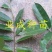 山刺番荔枝种子释迦种子海南红毛榴莲山刺番荔枝苗