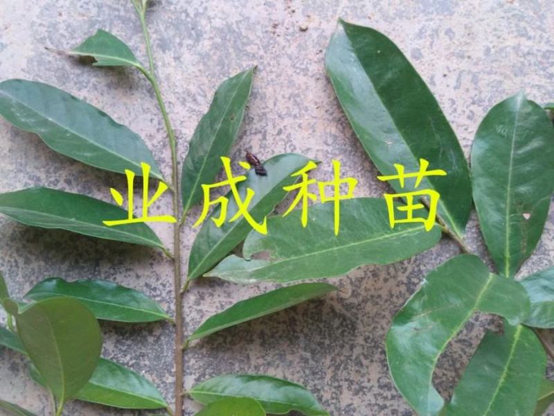 山刺番荔枝种子释迦种子海南红毛榴莲山刺番荔枝苗