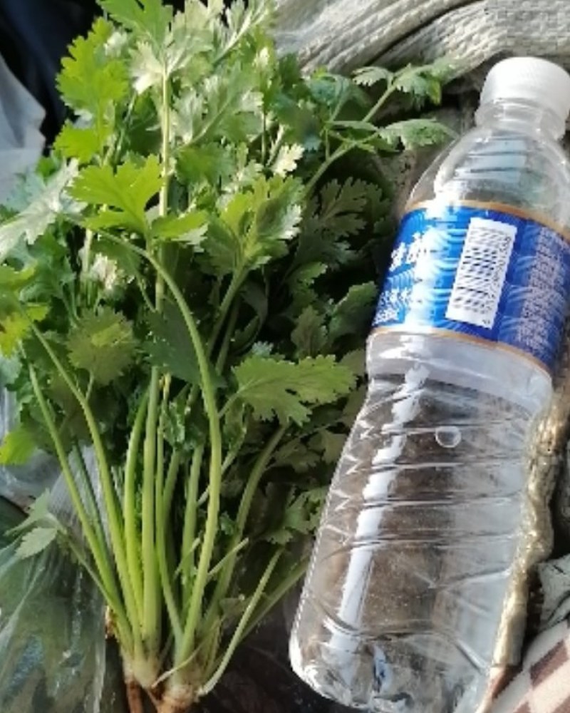 大叶香菜（山东大叶）纯绿色，口感好，味道浓，食用安全。