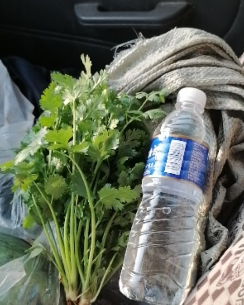 大叶香菜（山东大叶）纯绿色，口感好，味道浓，食用安全。