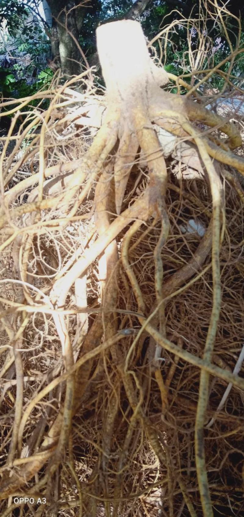 新鲜五指毛桃根现挖现卖质量保证
