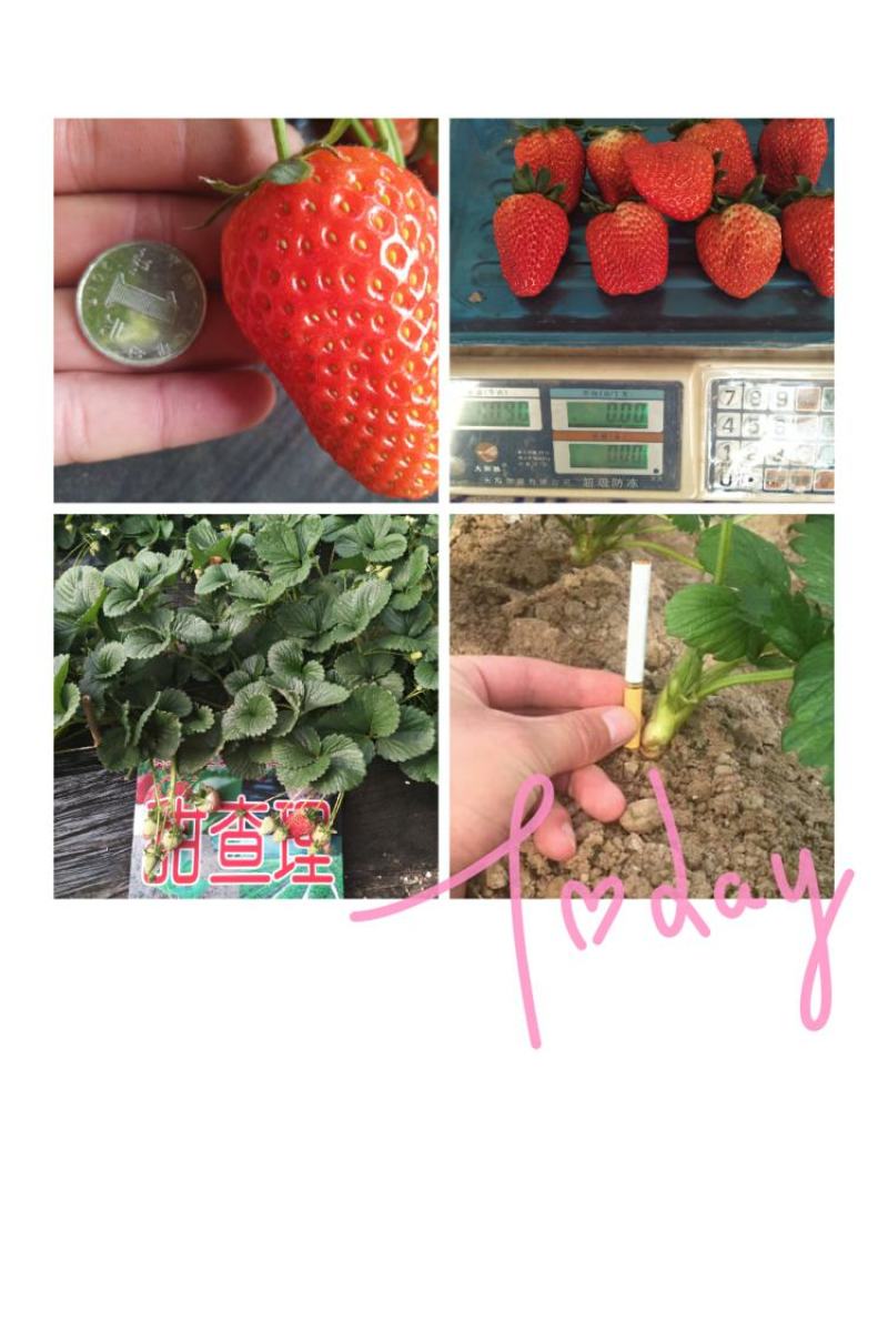 草莓苗甜宝草莓苗红颜草莓白雪公主草莓苗提供技术指导