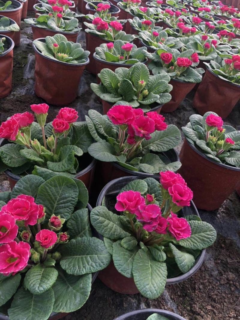 报春花预售，报春花红色花，报春花双色杯杯苗