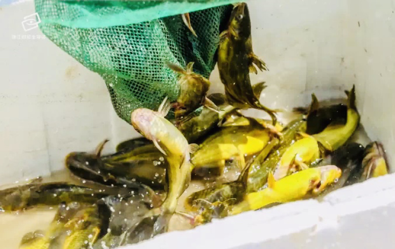 水产种苗淡水鱼苗黄辣丁黄骨鱼苗黄颡鱼苗黄姑子鱼苗