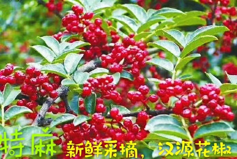 四川汉源花椒，贡椒，麻香味十足，川菜之魂