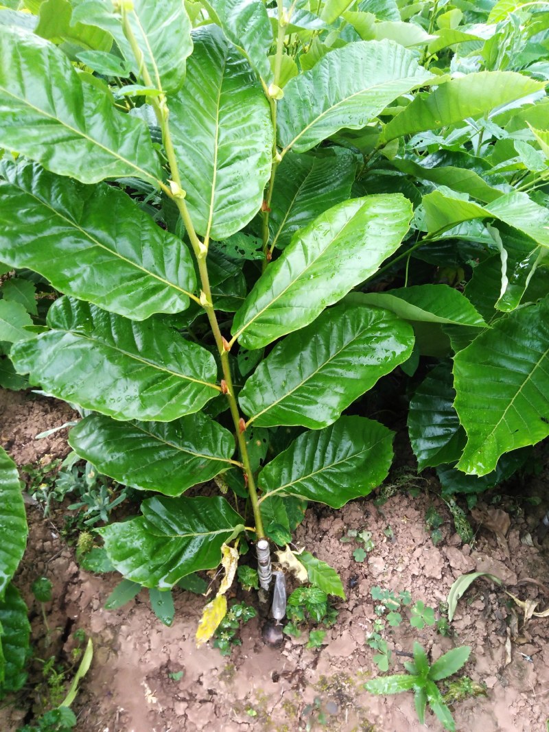 嫁接良种大红袍板栗苗农大一号板栗苗品种纯正产量高成活率高