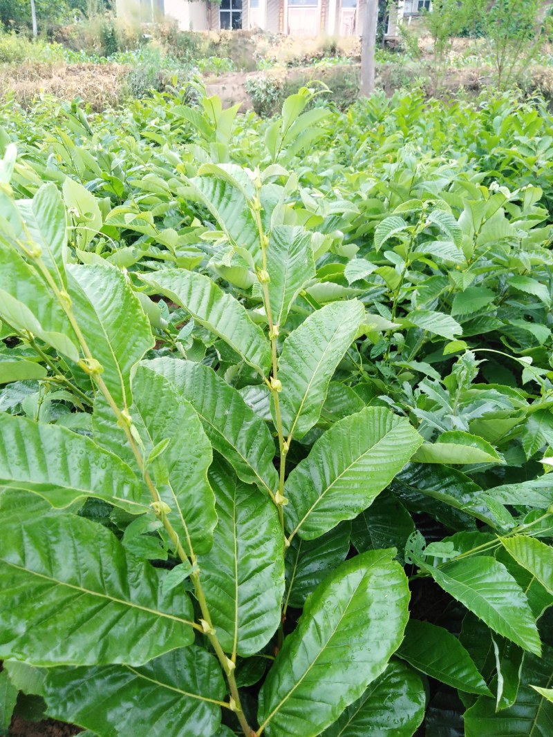 嫁接良种大红袍板栗苗农大一号板栗苗品种纯正产量高成活率高
