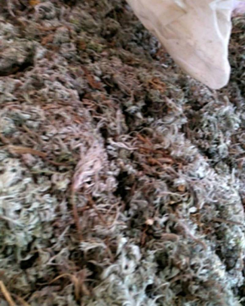蒲公英根烘干多年野生蒲公英全草