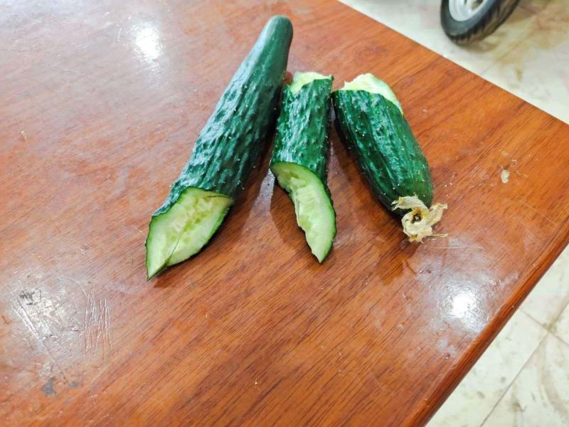 商丘站热销产品精品黑油顶花密刺黄瓜三包质量