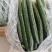 商丘站热销产品精品黑油顶花密刺黄瓜三包质量