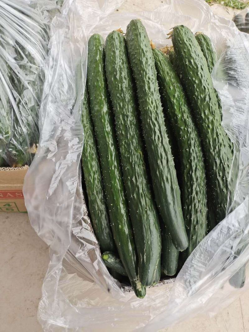 商丘站热销产品精品黑油顶花密刺黄瓜三包质量