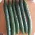 商丘站热销产品精品黑油顶花密刺黄瓜三包质量