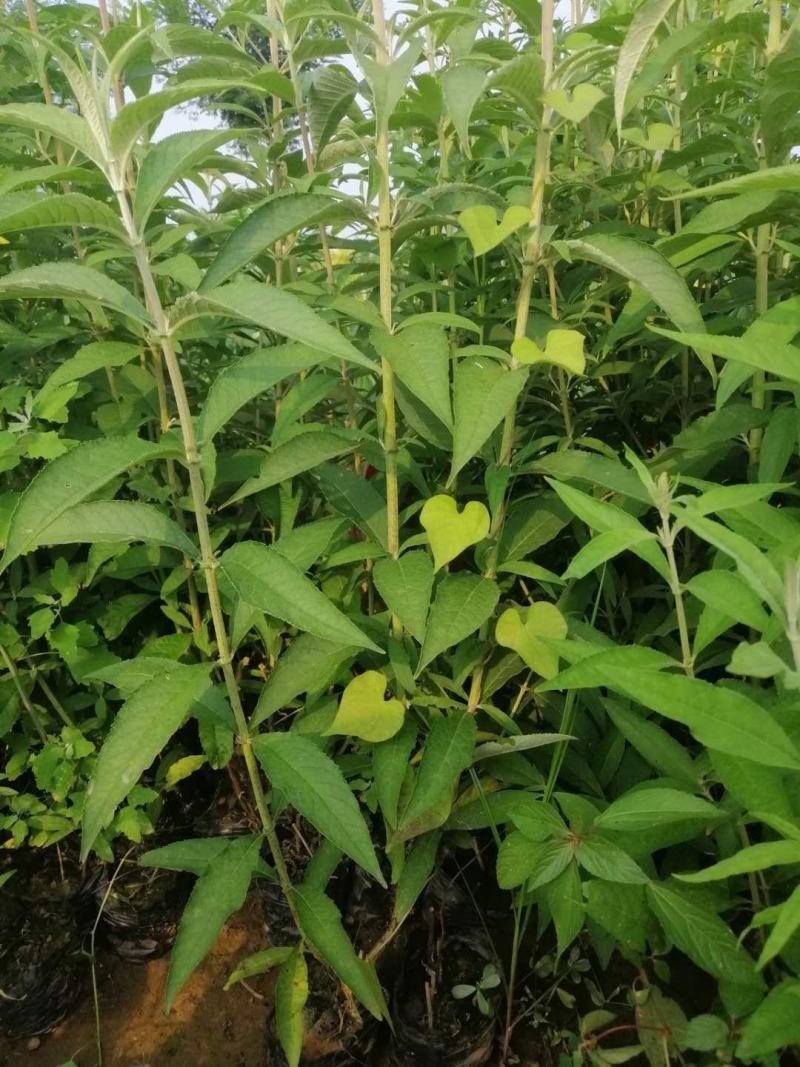 大花醉鱼草，大花醉鱼草杯苗