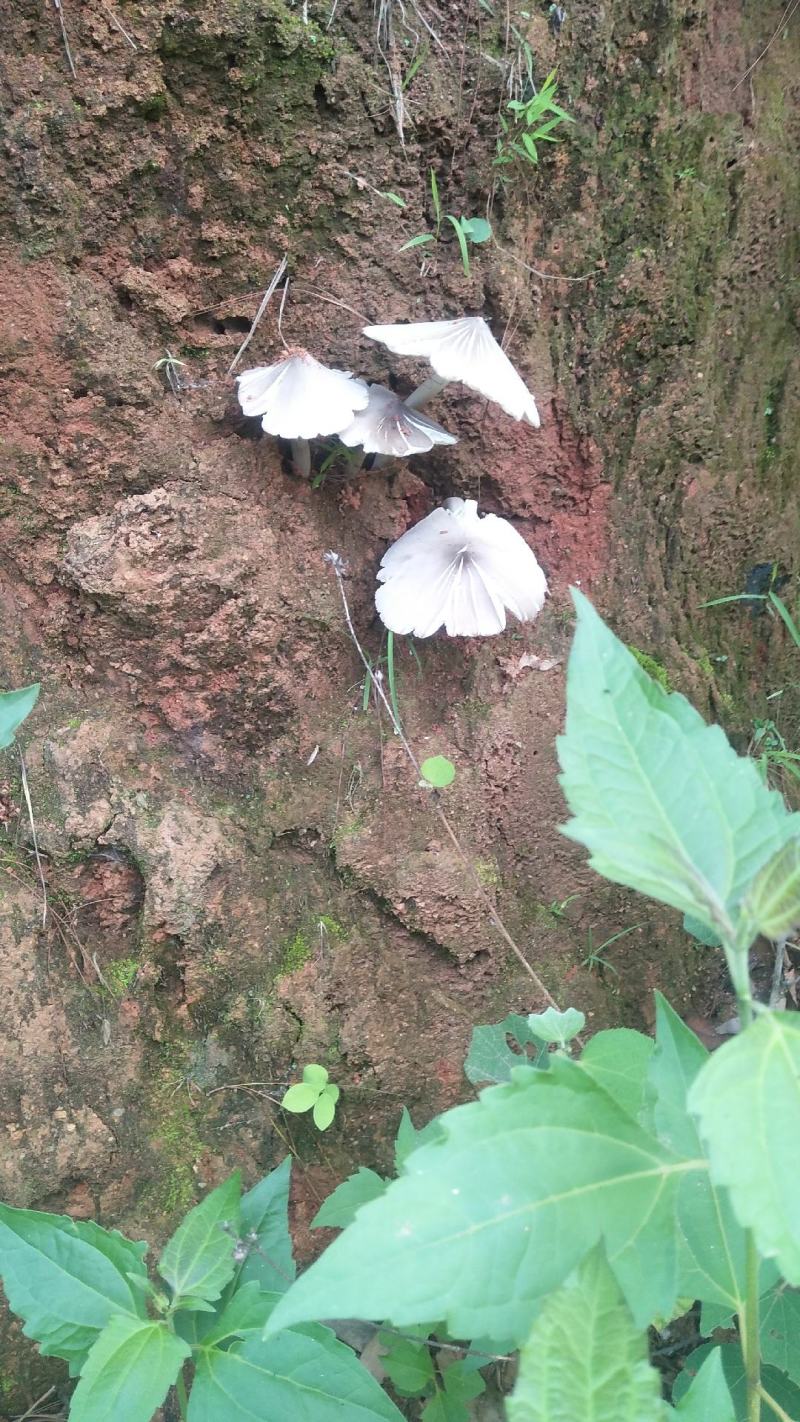 野生菌鸡枞菌，新鲜货，支持快递，偏远地方先咨询在下单！