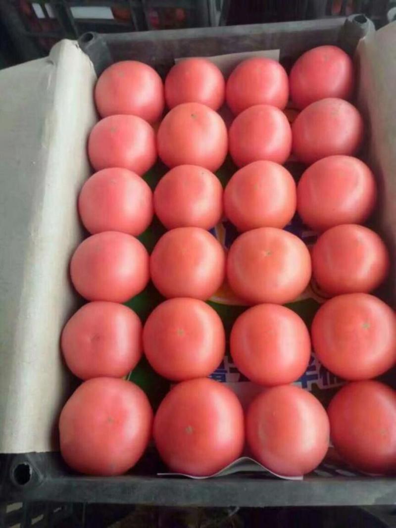 大量供应硬粉西红柿，产地直供商超，市场以及加工厂。