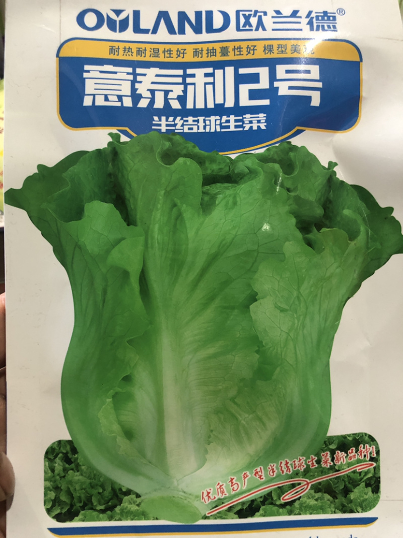 半结球生长速度快生菜种子意泰利2号
