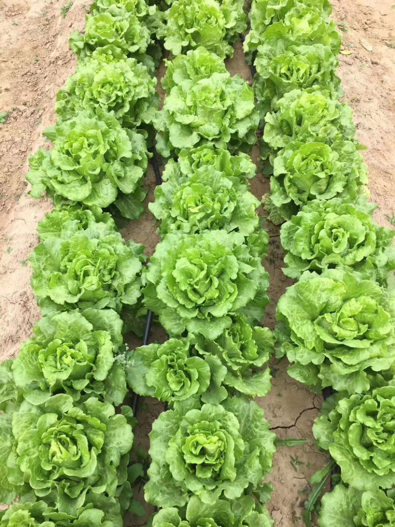 半结球生长速度快生菜种子意泰利2号